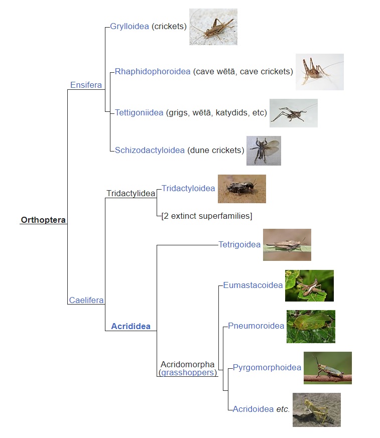 The Orthoptera family tree