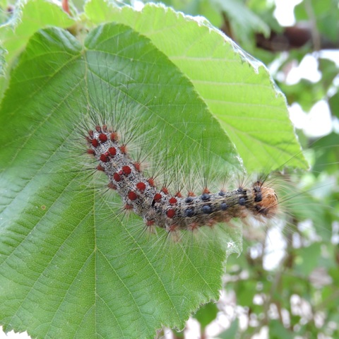 A hairy leaf-eating caterpillar