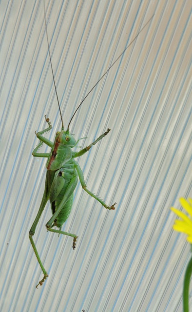 Katydid just able to fly