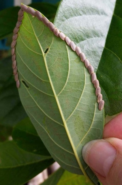 Katydid eggs on a leaf