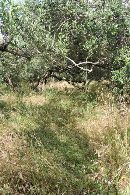 Overgrown olive groves