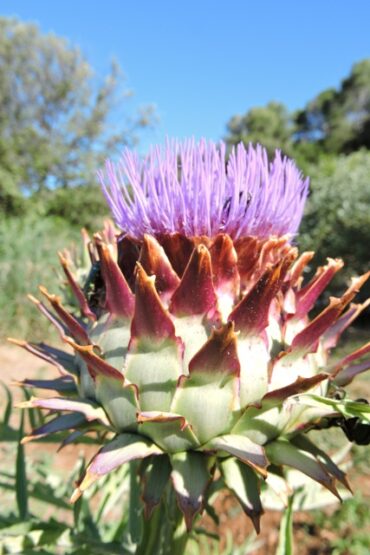 Pups in the Polytunnel –  2023/26