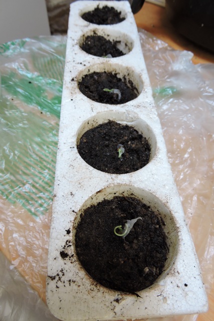 Seedlings in the Styrofoam pots