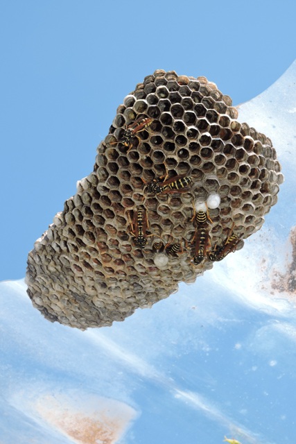Nest of the Paper Wasps