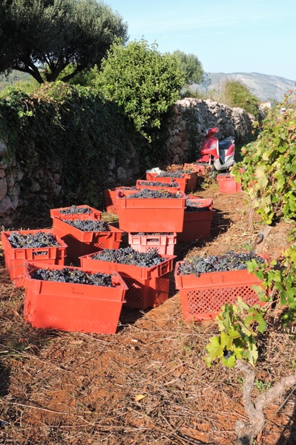500 kg of harvested grapes