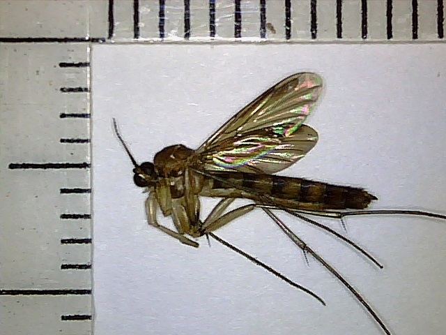 Asian Bush Mosquito