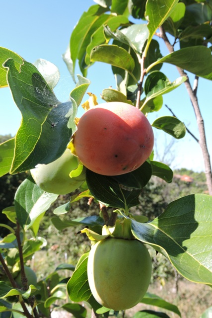 A ripening Persimmon