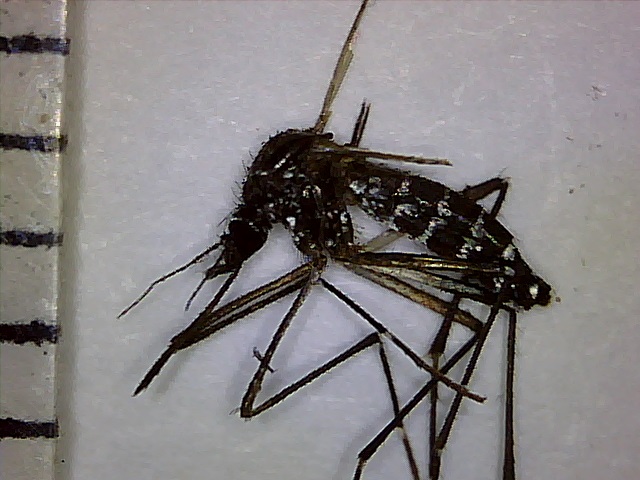 The Tiger Mosquito - an invasive species
