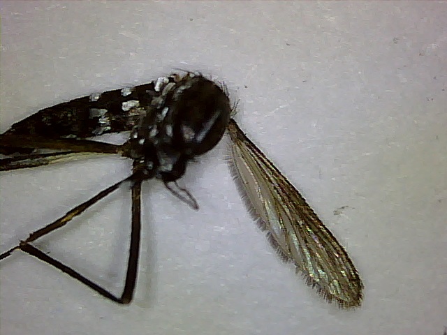 Tiger Mosquito wings