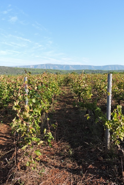 Grape vines on Stari Grad Plain