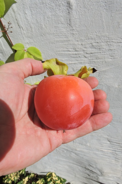 First Persimmon of 2023