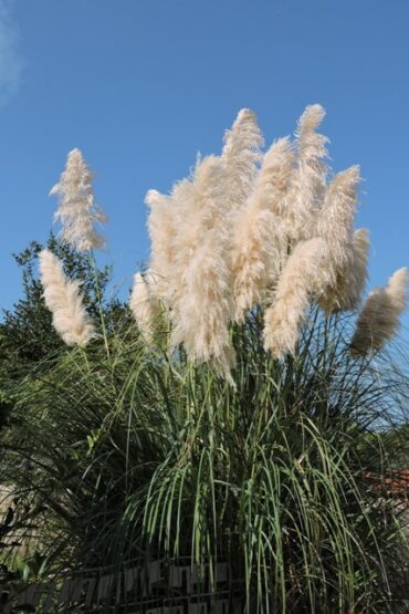 He followed me home  –  2023/41