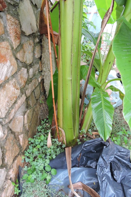 The parent plant stem