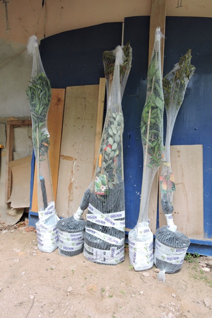 New trees as delivered