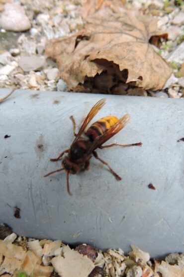 Going absolutely bananas  –  2023/42