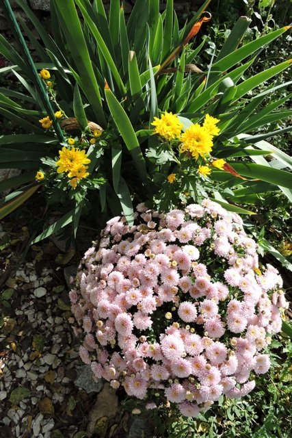 Button Chrysanthemum