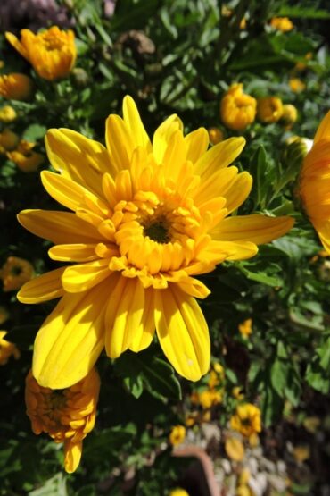 Tomatoes and foot candles  –  2023/43