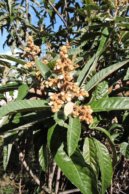 Creamy white, scented Loquat flowers