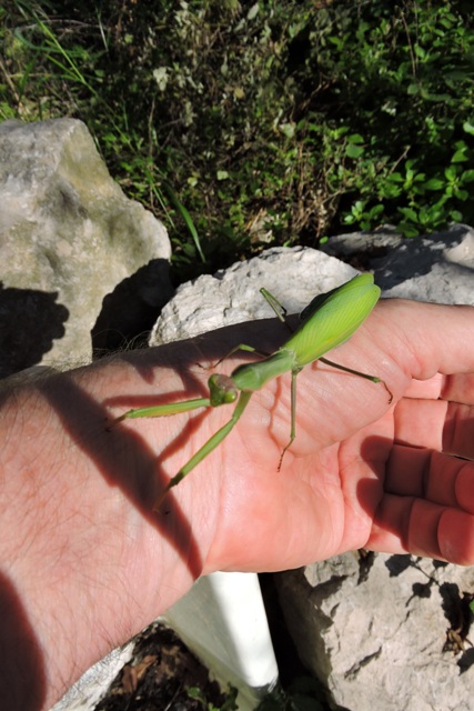 Adult male Preying Mantis