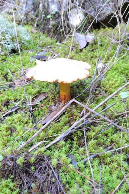 An edible Fungi??