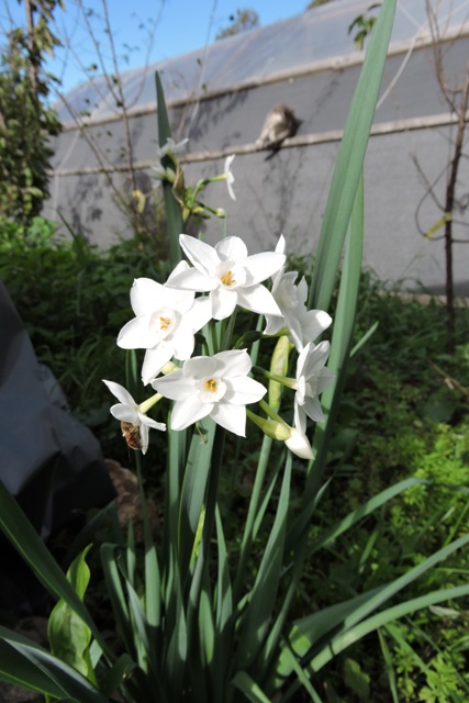 Narcissi flowers
