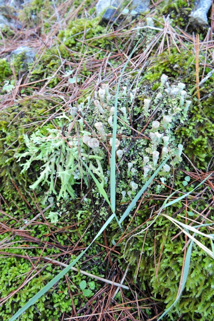 Lichen by the path
