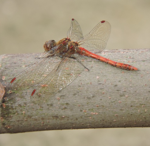 Male Common Darter dragonfly