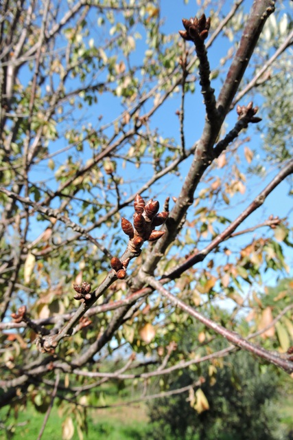 Swelling buds on a Cherry tree