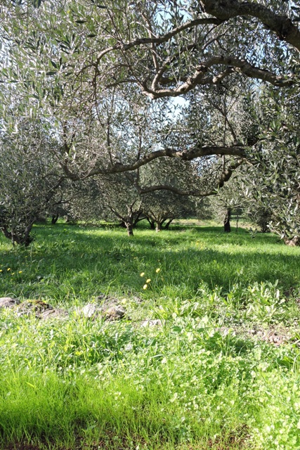 Lush grass in the olive groves