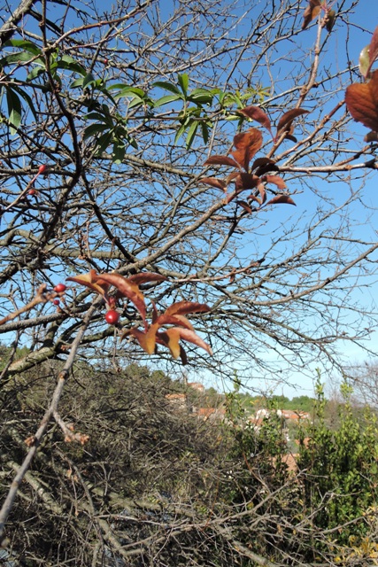 New leaves on the fruit trees