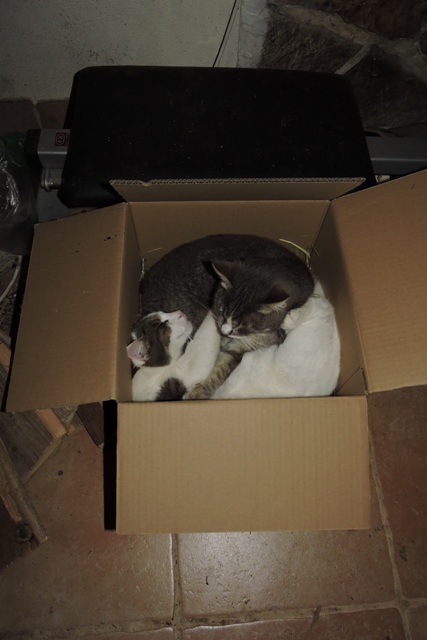 Carefully pack your cats into the box