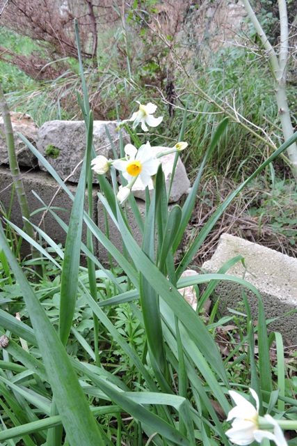 Spring bulbs - Narcissi in flower