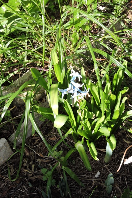 First Hyacinth flower of 2024