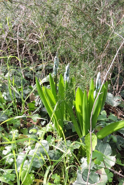Hyacinth flower spikes are everywhere