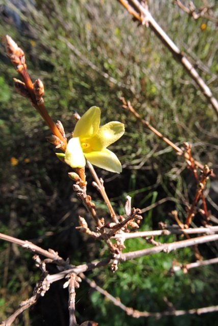 First Forsythia flower