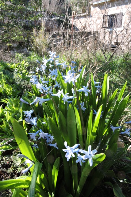 A blue wave of Hyacinth flowers