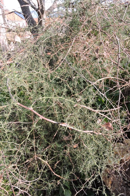 Resembling Tumbleweed, a tangle of Wild Asparagus