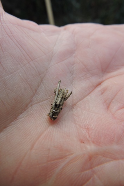 Bag moth caterpillar