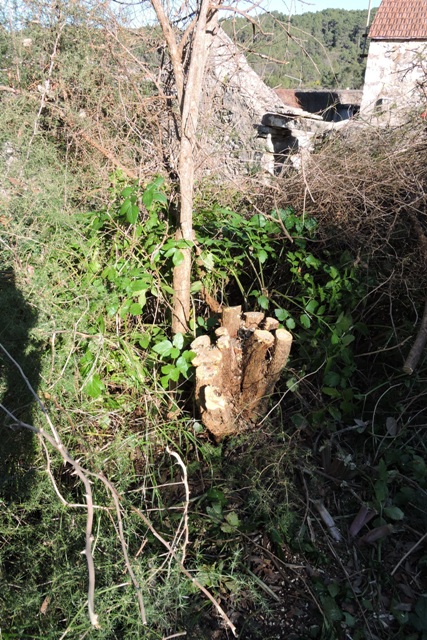 The stumps of an old Pomegranate tree
