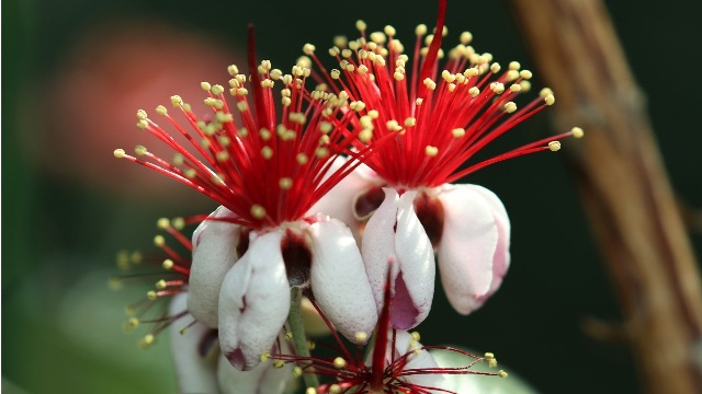 Feijoa flowers