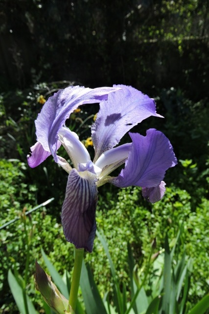 First Bearded Iris of the year