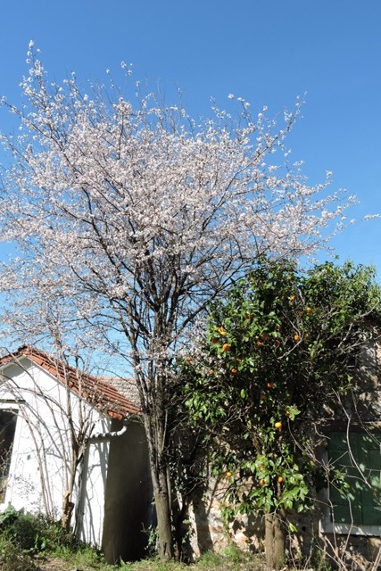 Spring sunshine on Plum blossom