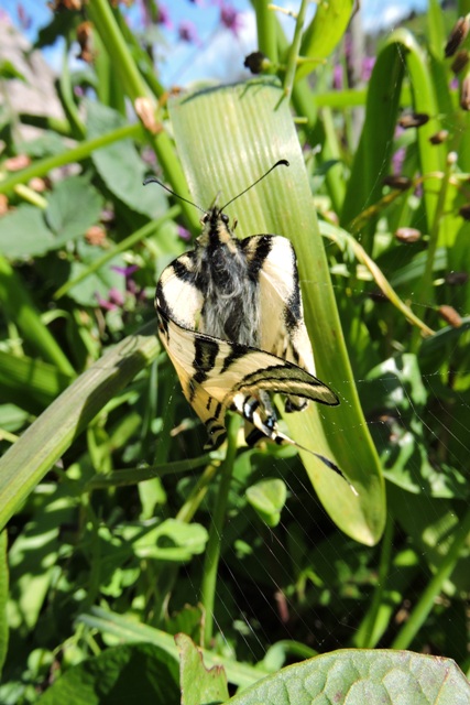 Newly emerged Swallowtail butterfly