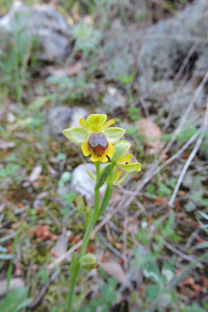 Eastern Yellow Ophrys orchid