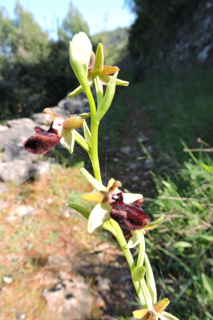 Unknown Ophrys spider orchid