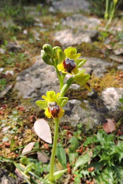An Ophrys orchid perhaps?