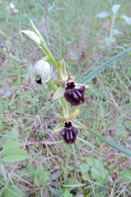Unknown Ophrys orchid