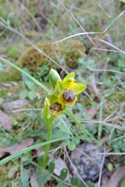 Yellow Ophrys orchid