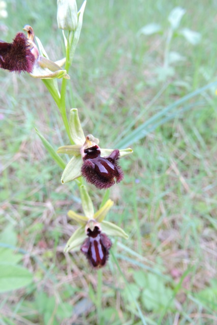 Ophrys herae orchid