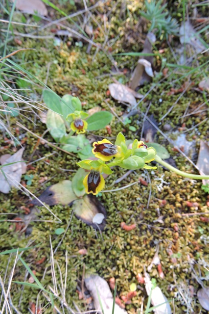 Another Ophrys orchid